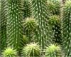 hoodia cactus